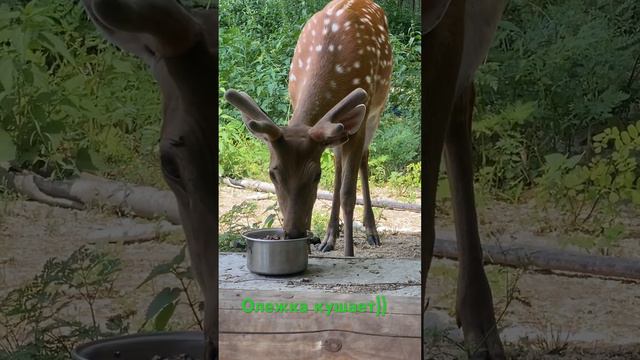Осторожно пятнистый олень Олежка!!!!! Кушает )) смотреть онлайн