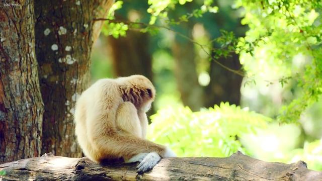 Расслабляющая инструментальная музыка: мирный день Б. Педер Хелланн (официальное видео) смотреть онлайн