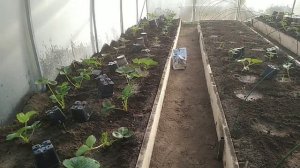 Выращивание клубники в теплице в Подмосковье// Рост и питание// Ягодный Огород