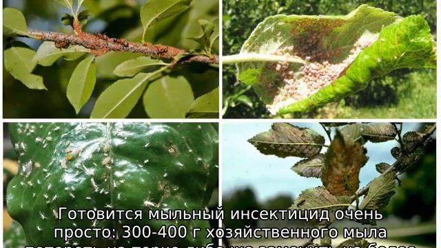 Как бороться с тлей на плодовых деревьях смотреть онлайн