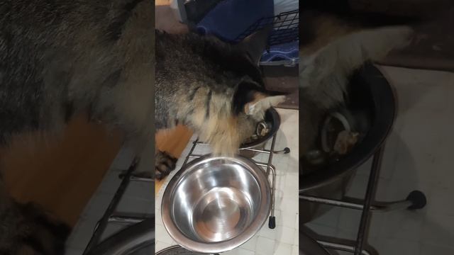 Кормление кота при ХПН и кальцивирозе д-2 смотреть онлайн