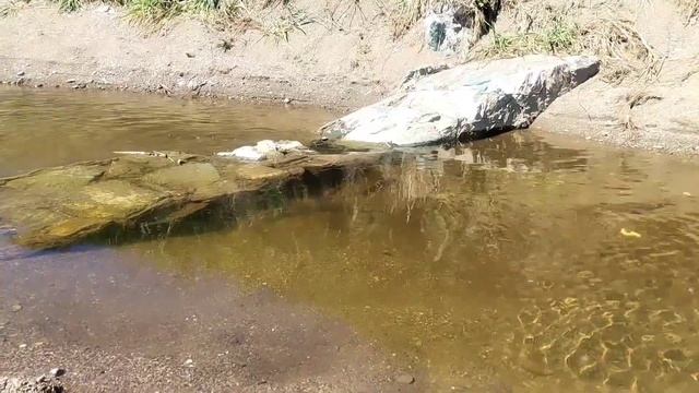 Сахалин. Горбуша идёт на нерест. смотреть онлайн