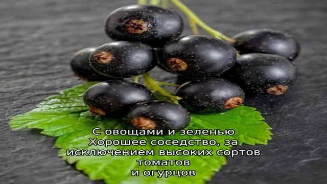 Правила севооборота в саду: что можно посадить рядом с черной смородиной смотреть онлайн