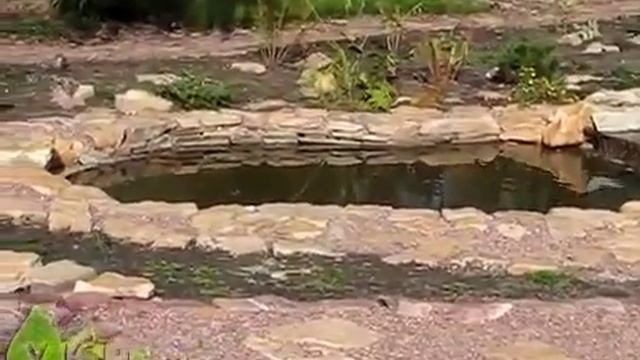 Пример оформления садового пруда- водный каскад смотреть онлайн