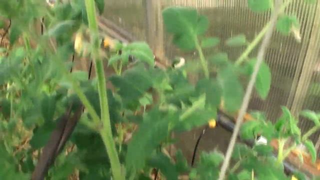 Что такое пасынки и зачем их удалять? / Еще раз о томатах смотреть онлайн