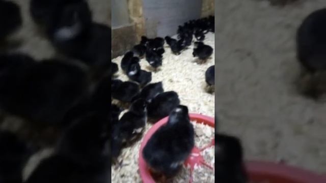 Доминант д109, суточный, Чехия, 89170263682 Александр смотреть онлайн