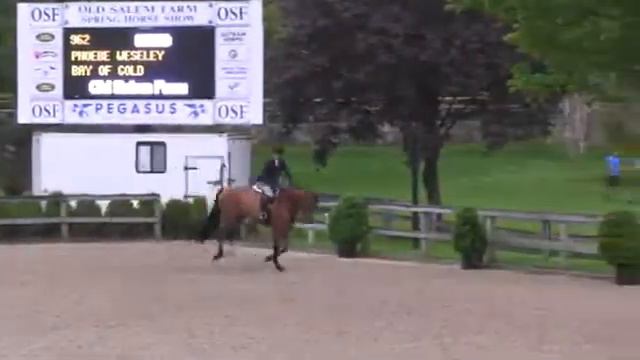 Video of BOMBAY ridden by LYN PEDERSEN from ShowNet! смотреть онлайн