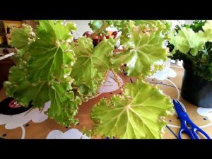 Бегония воротничковая криспа, уход и размножение