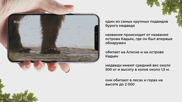Интерактивная презентация "Медведи - какие они?" смотреть онлайн