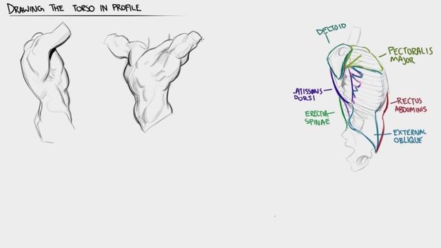 DECIPHERING BRIDGMAN 2: ANATOMY OF THE TRUNK смотреть онлайн