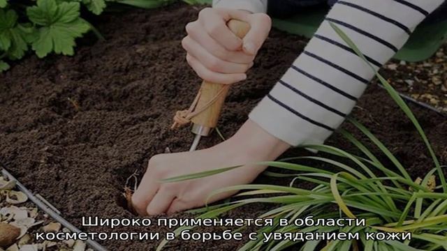 Теплая энергетика ленкоранской акации смотреть онлайн
