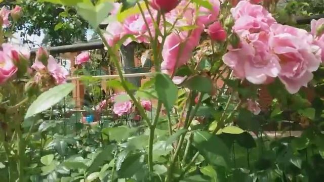 Плетистые розы Камелот и Maritim с честью выдержавшие проливные ливни. смотреть онлайн