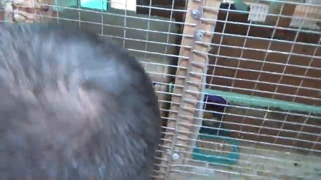 Размножение Карелл. смотреть онлайн