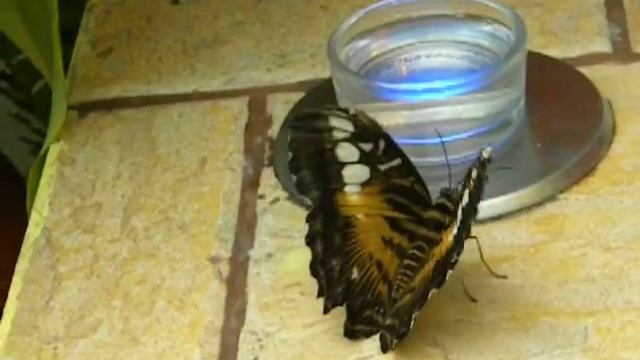 Бабочка машет крыльями смотреть онлайн