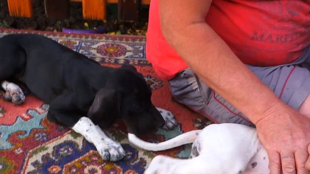 Маленькие забияки. Щенки пойнтера 2.5 месяцев. Pointer puppies. смотреть онлайн