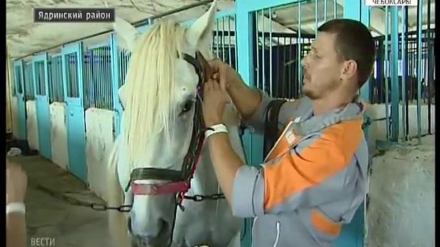 В Ядринском районе прошли Всероссийские конные бега смотреть онлайн