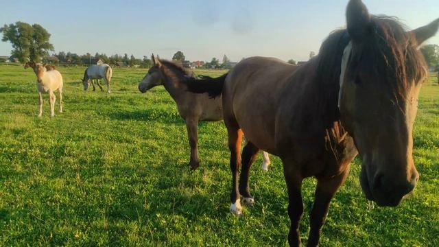 Жеребята защищают Кобылу от Жеребца смотреть онлайн