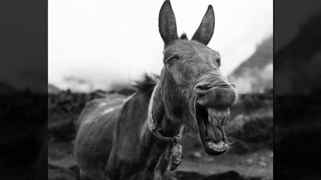 25 ЛУЧШИХ ФОТОГРАФИЙ NATIONAL GEOGRAPHIC 2015 смотреть онлайн
