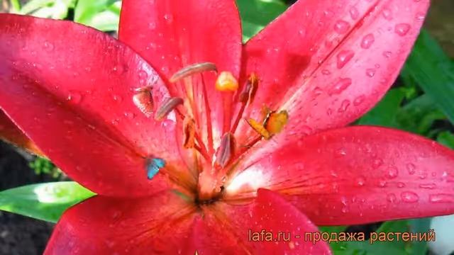 Лилия ла-гибрид Лаксми (lilium la-hybrid laksmi) ? Лаксми обзор: как сажать, луковицы лилии Лаксми смотреть онлайн