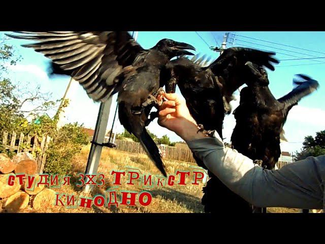 Причины не заводить черных воронов. смотреть онлайн