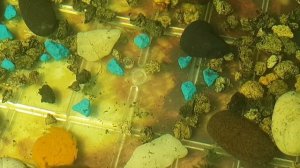 сомик коридорас, разведение малька