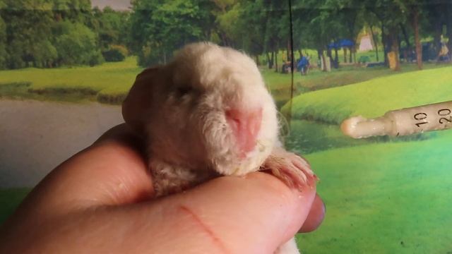 Лакки ТЕРЯЕТ вес 20.11.23 ЧЕМ кормлю ? #американскийтедди #морскаясвинка #прикорм #royalcanin