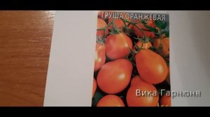 Томат Оранжевая груша, довольна результатом