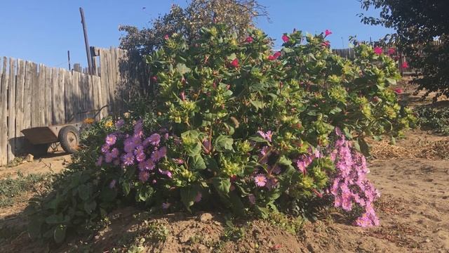 песковатка 2020 октябрь смотреть онлайн