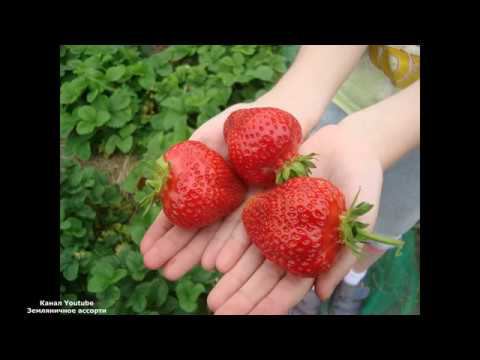 АЗИЯ КЛУБНИКА С ОЧЕНЬ КРУПНЫМИ СЛАДКИМИ ЯГОДАМИ смотреть онлайн