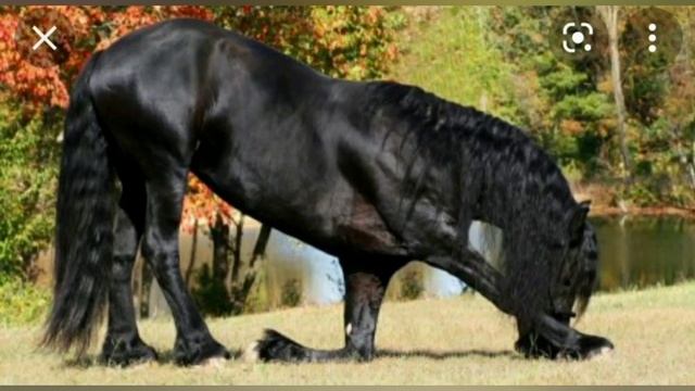 Самая красивая порода лошади! смотреть онлайн