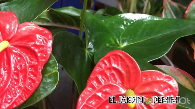 Cómo cuidar tus anturios para que estén sanos y bonitos 🍃 смотреть онлайн