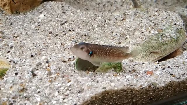 Малек_мелеагрис_2 смотреть онлайн