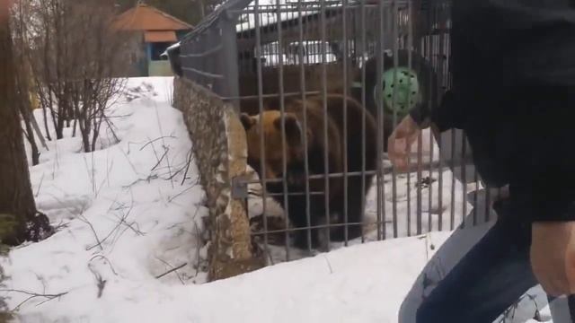Прикол с медведем ( не лезь дебил ) / Prikol with a bear смотреть онлайн