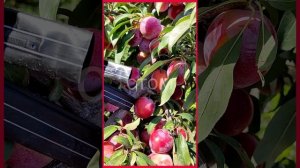 диплоидная слива 'Октобер Сан'