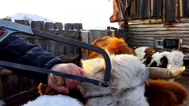 Как деревенский житель спилил рога корове .#деревня#корова#рога смотреть онлайн