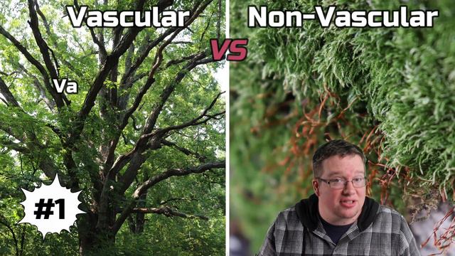 Vascular vs Non-vascular Plants | 7 Main Differences смотреть онлайн