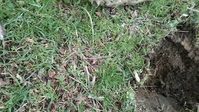В поисках старины. Прогулка по красивым местам. Коп с MD-4030. смотреть онлайн