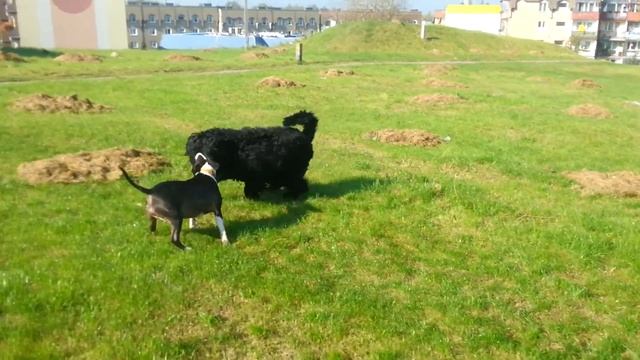 Bullterrier & Black Russian Terrier fight ;-] смотреть онлайн