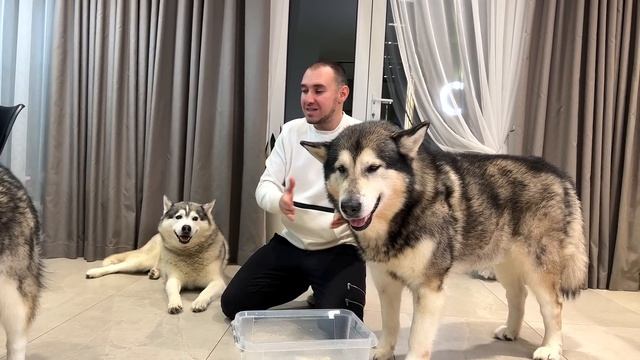 СОБАКА НЫРЯЕТ ПОД ВОДУ ЗА МЯСОМ смотреть онлайн