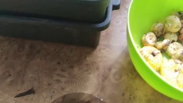 Как правильно хранить гладиолусы зимой смотреть онлайн