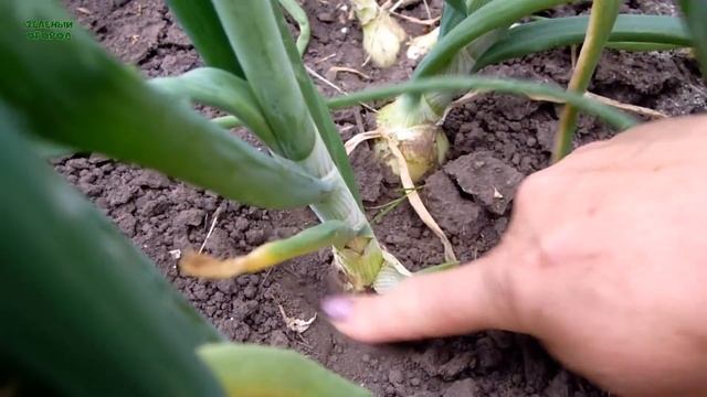 Последняя подкормка и уход за ЛУКОМ-РЕПКИ в июле! Советы от ЗЕЛЕНОГО ОГОРОДА! смотреть онлайн