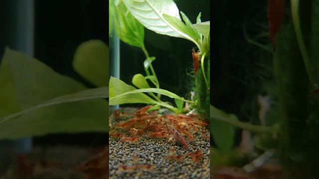 Креветки вышли на ужин смотреть онлайн