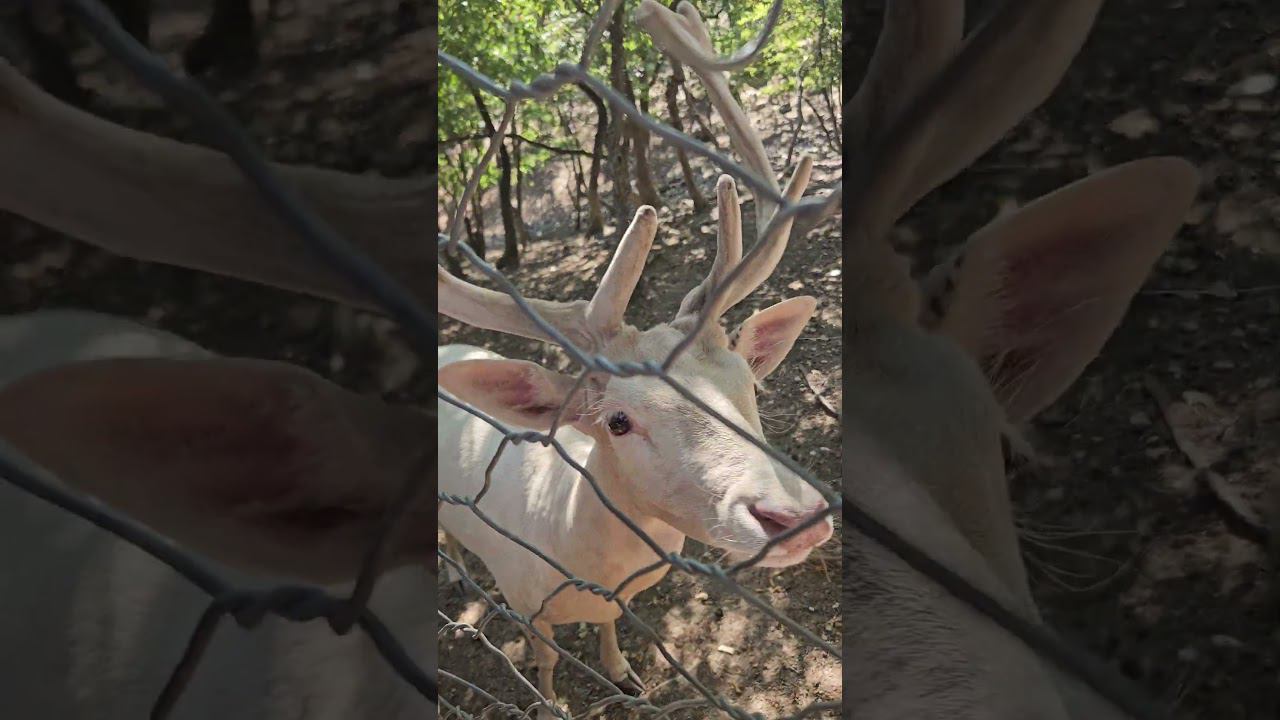 #геленджик #сафарипарк