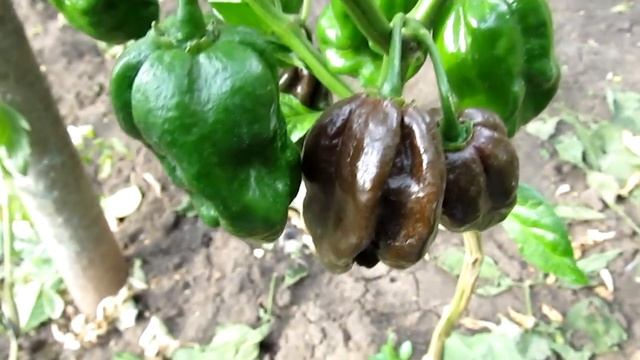 Habanero, Large Brown - Коричневый Большой хабанеро смотреть онлайн