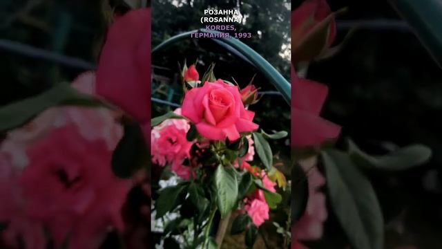 Роза Розанна в моем саду18.07.2021г. (Kordes, Германия, 1993). Rosanna Rose, July 14. 2021. #shorts смотреть онлайн