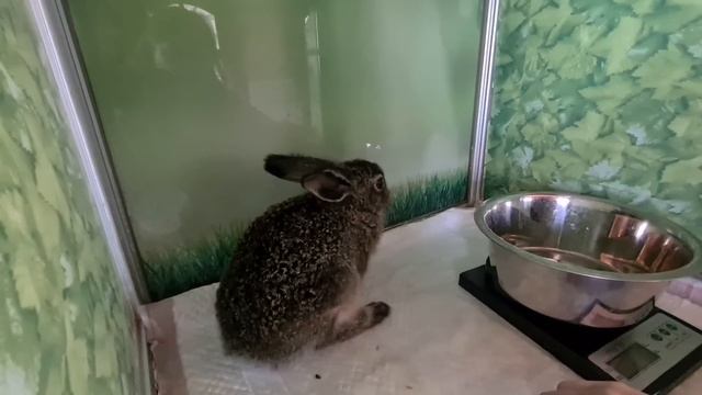 Дополнение к зайцу-вампиру. Почему Ритера кусается? Осторожно - нудное ворчание Мазая. смотреть онлайн