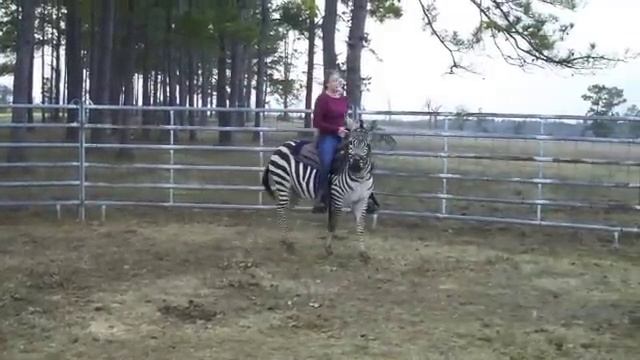 Riding Newman the Zebra смотреть онлайн