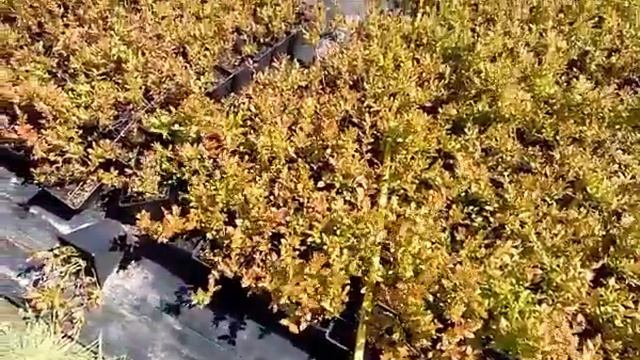 Саженцы голубики 1 смотреть онлайн