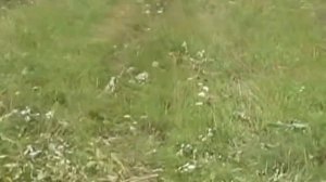 Кусторез. Косим молодой лес! Испытание самодельного кустореза на трактор ЮМЗ-6