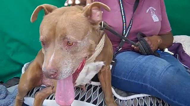 A5196170 Barbie Girl | Pit Bull смотреть онлайн